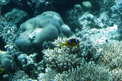 Amphiprion bicinctus