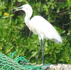 Egretta garzetta