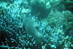 Arothron hispidus