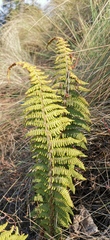 Polystichum speciosissimum