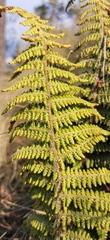 Polystichum speciosissimum