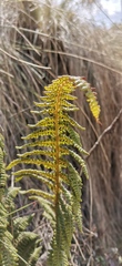 Polystichum speciosissimum