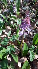 Corydalis cava