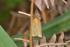 Aphelia