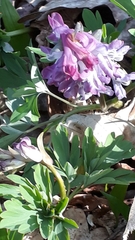 Corydalis cava