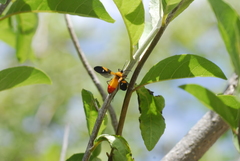 Oncopeltus spectabilis