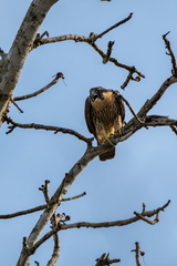 Falco peregrinus image