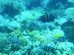 Abudefduf vaigiensis