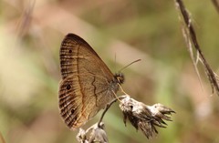 Yphthimoides