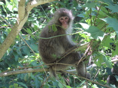 Macaca fuscata fuscata