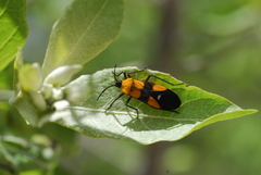 Oncopeltus spectabilis