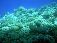 Abudefduf vaigiensis