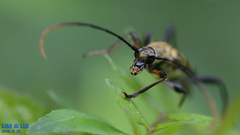Leptura annularis