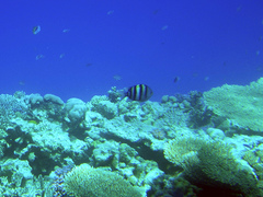 Abudefduf vaigiensis