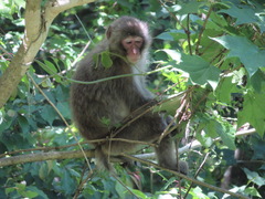 Macaca fuscata fuscata