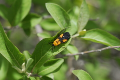 Oncopeltus spectabilis