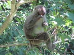 Macaca fuscata fuscata