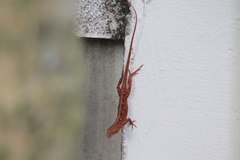 Anolis sagrei