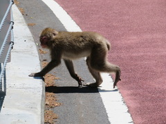 Macaca fuscata fuscata
