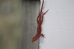 Anolis sagrei