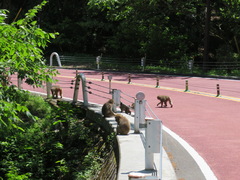 Macaca fuscata fuscata