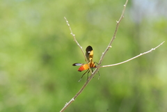 Oncopeltus spectabilis