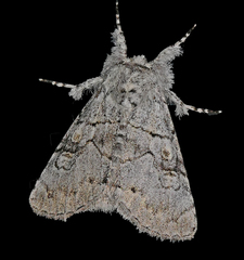 Charadra dispulsa