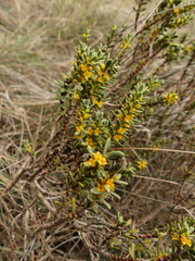 Thymelaea tinctoria