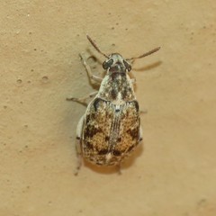Algarobius prosopis