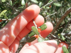 Castela erecta