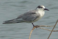 Gelochelidon nilotica
