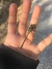 Arigomphus cornutus
