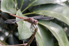 Brachymesia