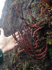 Phlegmariurus brevifolius