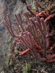 Phlegmariurus brevifolius