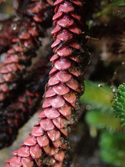 Phlegmariurus brevifolius