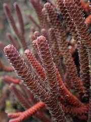 Phlegmariurus brevifolius