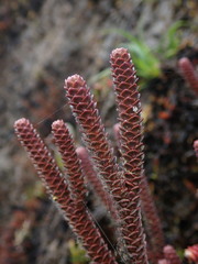 Phlegmariurus brevifolius