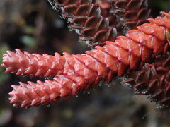 Phlegmariurus brevifolius