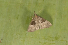 Hypena drucealis