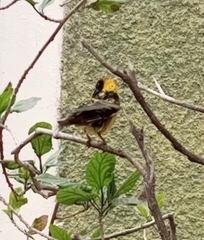 Ploceus taeniopterus