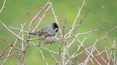 Curruca ruppeli