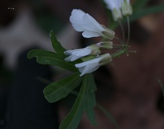 Cardamine dissecta
