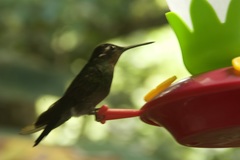 Lampornis