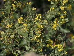 Berberis dictyota