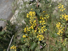 Berberis dictyota
