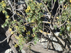 Berberis dictyota