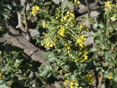 Berberis dictyota