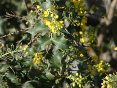 Berberis dictyota
