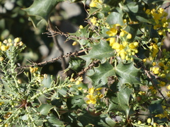 Berberis dictyota